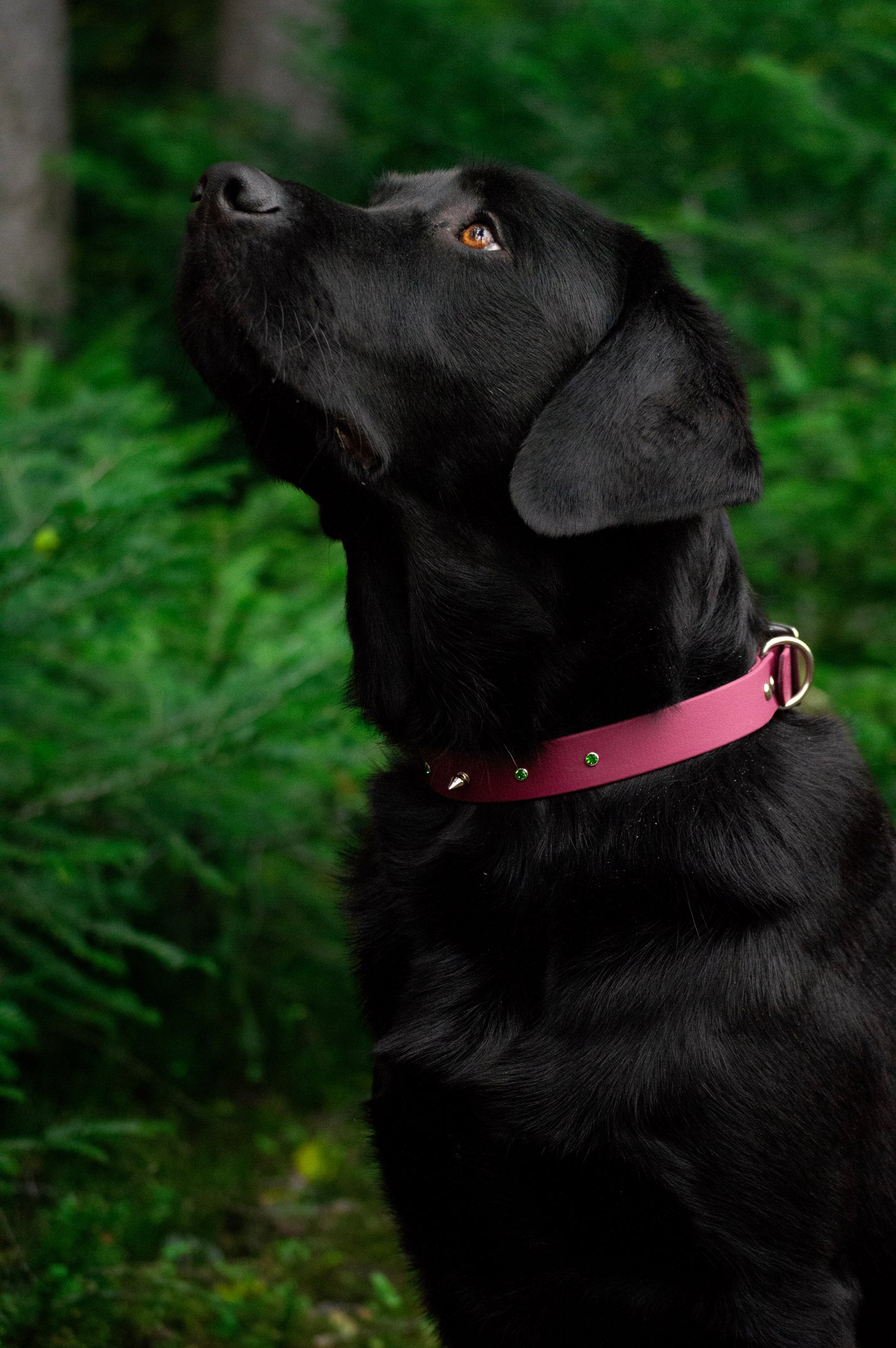 Collier BioThane® 25mm