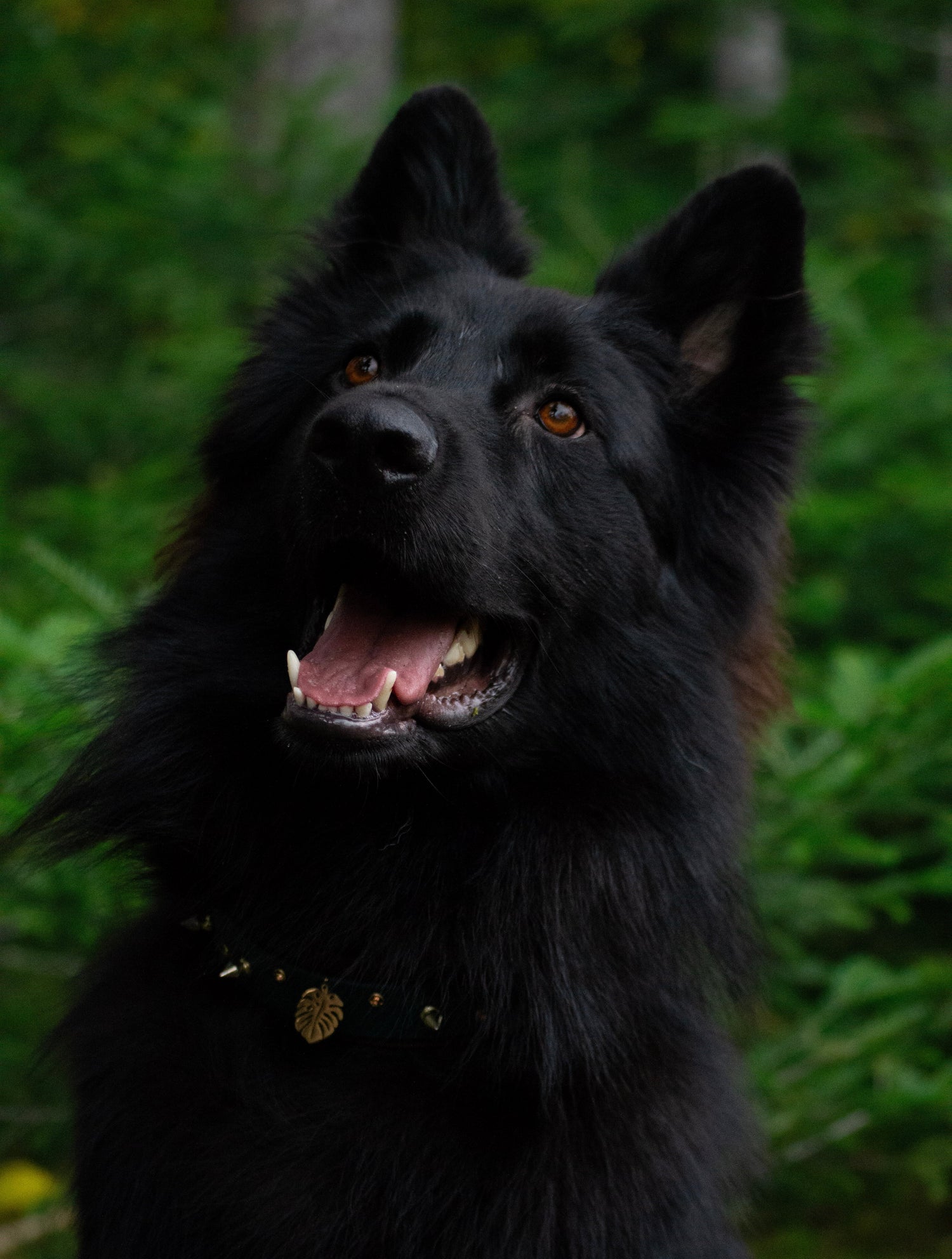 Moyens et grands chiens