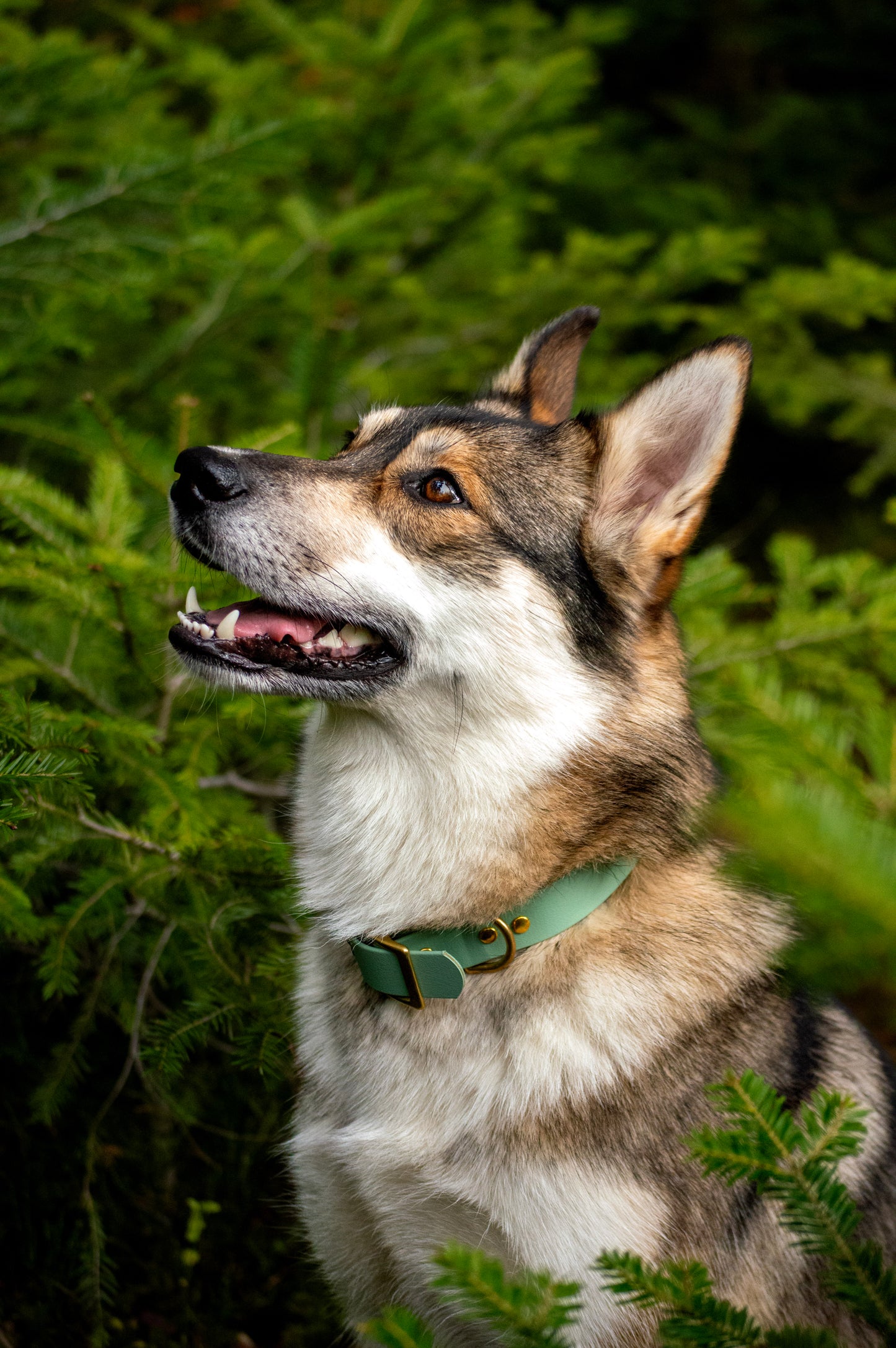 Collier BioThane® 25mm