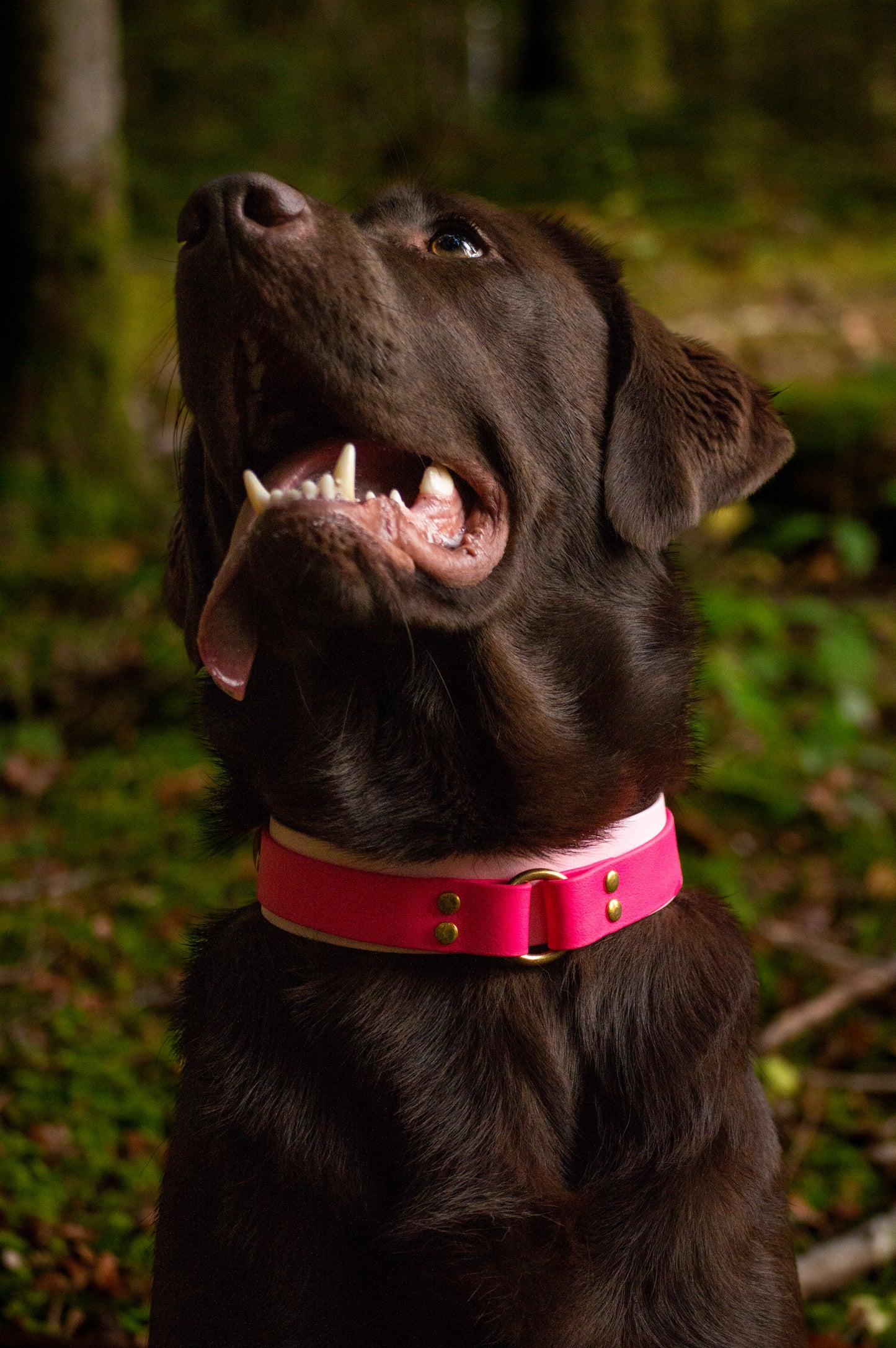 Collier Fenra 25-38mm