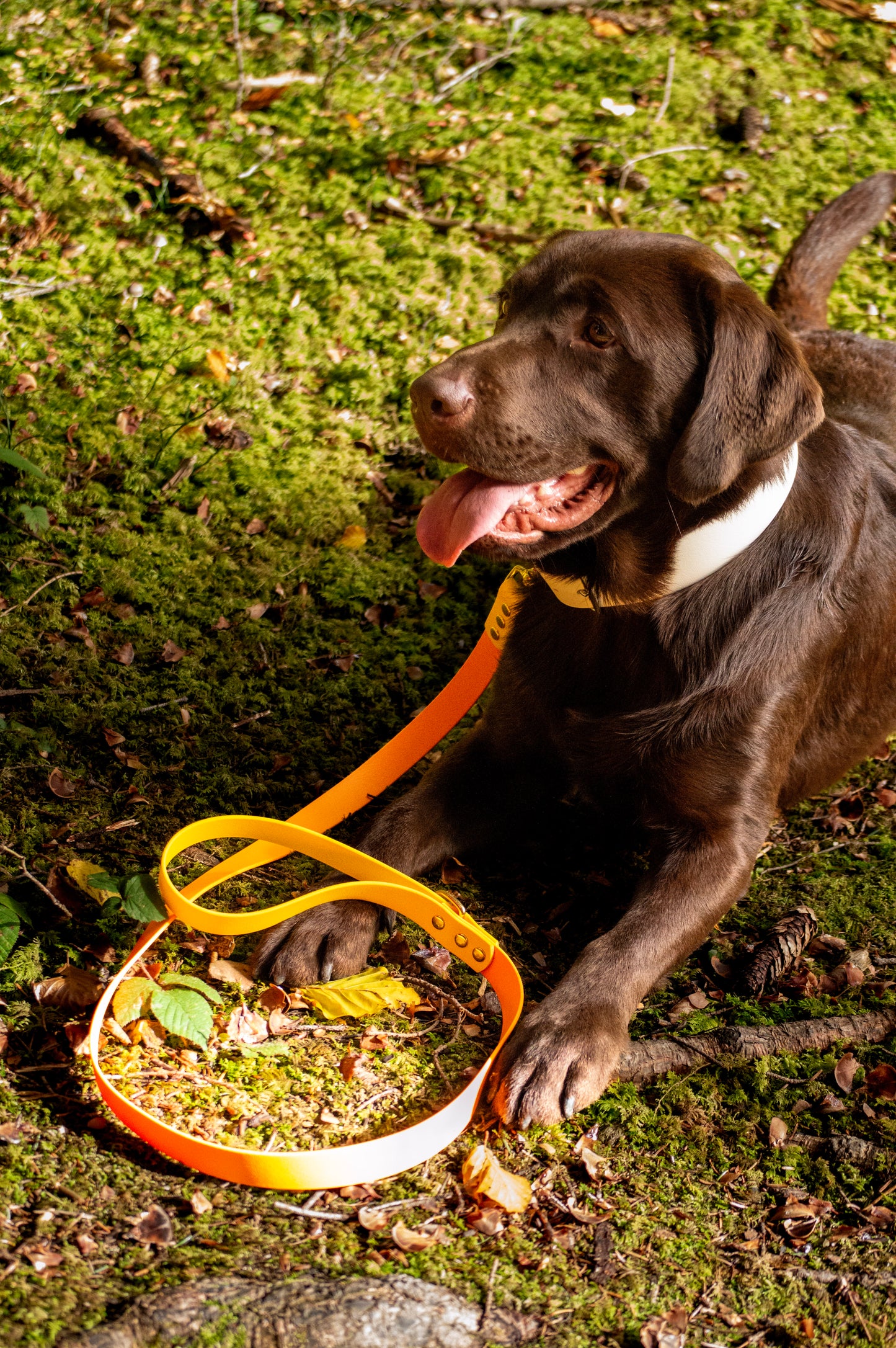 Laisse BioThane® 25mm