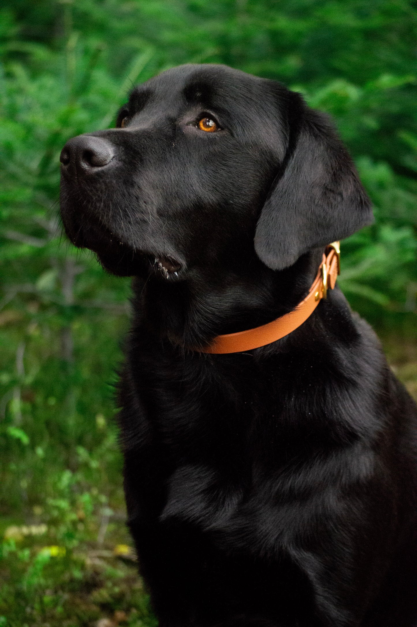 Collier BioThane® 19mm
